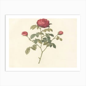 Roses On A Branch 5 Art Print