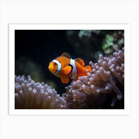 Clownfish In Anemone 2 Art Print