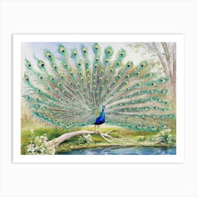 Peacock Art Print