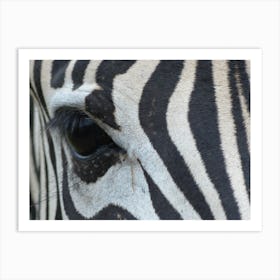 Zebra Eye 1 Art Print