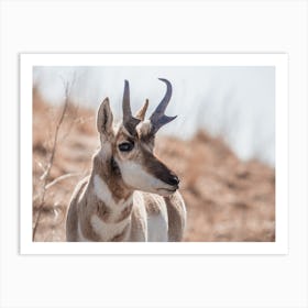 Western Pronghorn Art Print