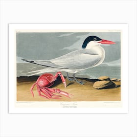 Cayenne Tern, Birds Of America, John James Audubon Art Print