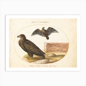 Flying And Amphibious Animals, Joris Hoefnagel (17) Art Print