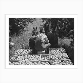 Untitled Photo, Possibly Related To Carrying Crates Of Peaches From The Orchard To The Shipping Shed, Delta Art Print