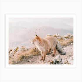 Red Fox On Mountain Trail Art Print