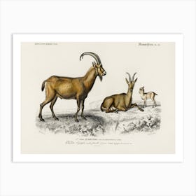 Wild Goat (Capra Agagrus), Charles Dessalines D'Orbigny Art Print