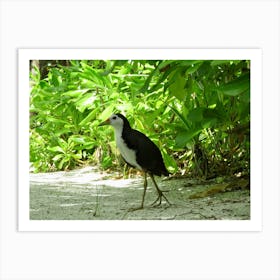 Maldives bird in the sandy bush Art Print