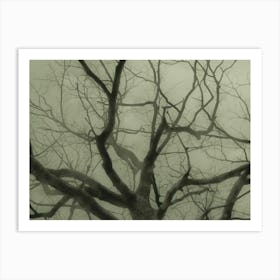 Bare Tree In The Fog Art Print