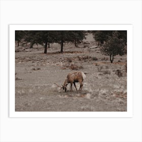 Shedding Elk Art Print