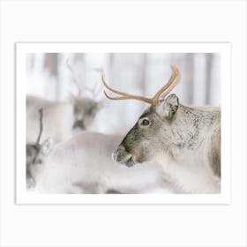 Brown Reindeer In The Snow | Swedish Lapland | Sweden Art Print
