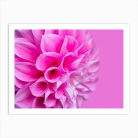 Dahlia Art Print