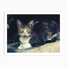 Cat Sitting On A Wall Art Print