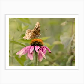 Fritillary Butterfly On Coneflower Art Print