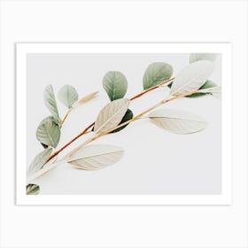 Eucalyptus Branch Art Print