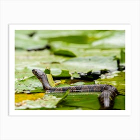 Water Snake On Lily Pads Art Print