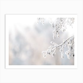 Snow Covered Branch Art Print