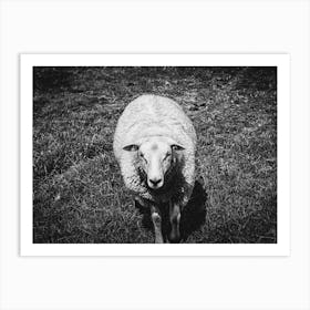 Curious Sheep // Nature Photography Art Print