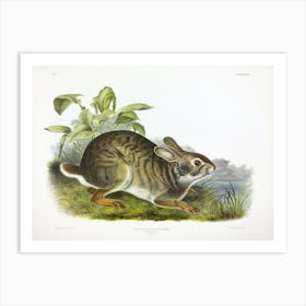 Swamp Hare, John James Audubon Art Print