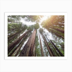 Redwood Forest Sunset - National Park Art Print