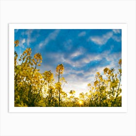 Sunflower Field At Sunset Art Print