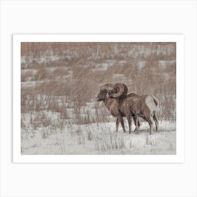 Snowy Bighorn Sheep In Winter Art Print