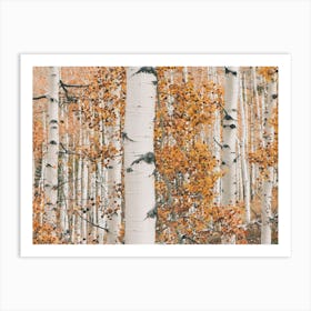 Aspen Grove Art Print