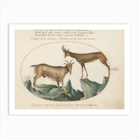 Animalia Qvadrvpedia et Reptilia (c. 1575-1580), Joris Hoefnagel 2 Art Print