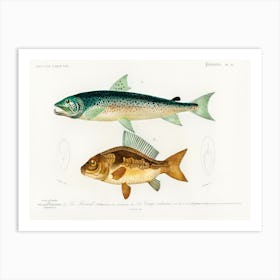 Salmo Hamatus And Cyprinus Carpio, Charles Dessalines D'Orbigny Art Print