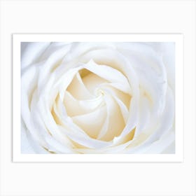 White Rose Art Print