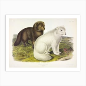 Artic Fox, John James Audubon Art Print