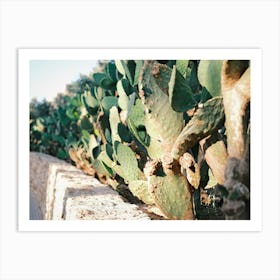 Cactus behind a Wall // Ibiza Nature & Travel Photography Art Print