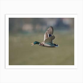 Duck Taking Flight Art Print