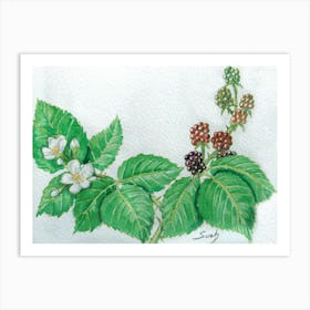 brambles a study Art Print