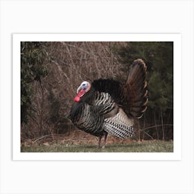 Tom Turkey In Autumn Art Print