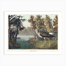 Yellow Shank, Birds Of America, John James Audubon Art Print