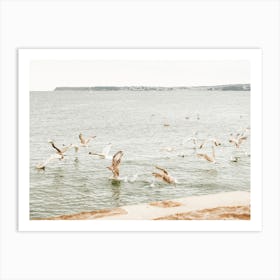 Seagulls Flying Over Beach Art Print