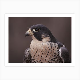 Coopers Hawk Art Print