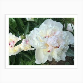 Img 4577  Peony paradise Art Print