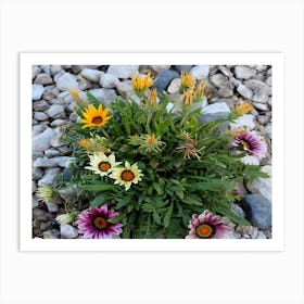 Flowers On The Rocks Art Print