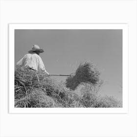 Untitled Photo, Possibly Related To Pitching Bundles Of Rice Into Thresher, Near Crowley, Louisiana By Russell Lee Art Print