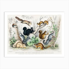 American Black Squirrel, Ariel Petaurus, Squirrel Like Petaurus And Lesser American Flying Squirrel, Oliver Goldsmith Art Print