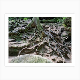 Roots of a tree on the sandstone Art Print