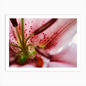 Pink Stamen Lily (2008) Art Print