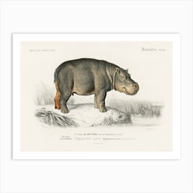 Hippopotamus (Hippopotame Amphibie), Charles Dessalines D'Orbigny Art Print