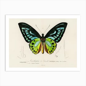 Green Birdwing (Ornithoptera Priamus), Charles Dessalines D'Orbigny Art Print