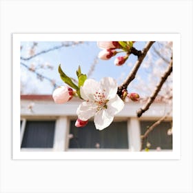 Cherry Blossoms 24 Art Print