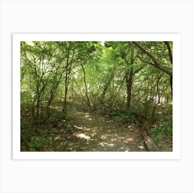 Trail In The Woods 2 Art Print