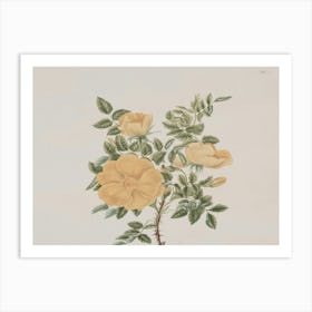 Yellow Roses 1 Art Print