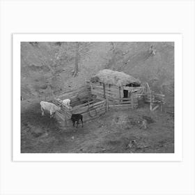 Livestock Shelter On Charles Banta Farm Near Anthon, Iowa By Russell Lee Art Print