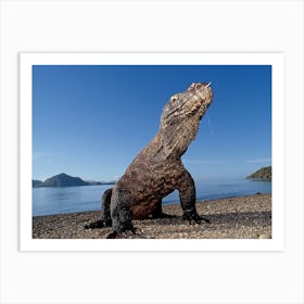 Komodo Lizard Art Print